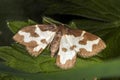 Clouded Border moth Lomaspilis marginata