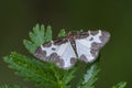 The clouded border sitting on grass