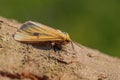 Clouded Buff moth - Diacrisia sannio Royalty Free Stock Photo