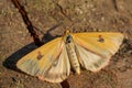 Clouded Buff moth - Diacrisia sannio Royalty Free Stock Photo