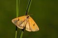 Clouded Buff moth - Diacrisia sannio