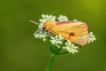 Clouded Buff moth - Diacrisia sannio