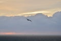 clouded Coast sunset with birds colorfull pastell over ocean