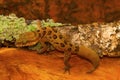 Clouded ground gecko, Cyrtodactylus nebulosus. Chhattisgarh, India Royalty Free Stock Photo