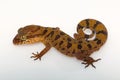 The clouded ground gecko, Cyrtodactylus nebulosus from Chhattisgarh, India Royalty Free Stock Photo