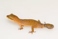 Clouded ground gecko, Cyrtodactylus nebulosus. Visakhapatnam Royalty Free Stock Photo