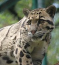 Clouded leopard