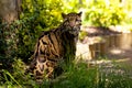 Clouded Leopard Royalty Free Stock Photo