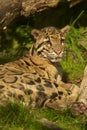 Clouded leopard Royalty Free Stock Photo