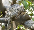 Clouded Leopard