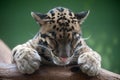 Clouded Leopard