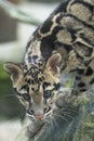 Clouded leopard