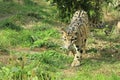 Clouded leopard