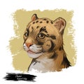 Clouded leopard baby tabby Neofelis nebulosa wild cat from Himalayan, Asian China. Digital art illustration of mainland clouded