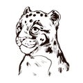 Clouded leopard baby tabby Neofelis wild cat from Himalayan t-shirt print, isolated monochrome design sketch. Vector illustration