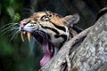 Clouded Leopard Royalty Free Stock Photo