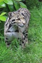 Clouded Leopard in captivity