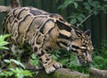 Clouded Leopard