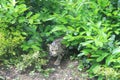 Clouded Leopard in captivity