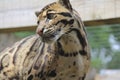 Clouded Leopard in captivity