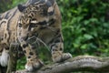 Clouded Leopard in captivity