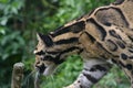 Clouded Leopard in captivity