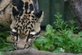 Clouded Leopard in captivity