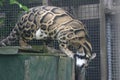 Clouded Leopard in captivity