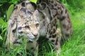 Clouded Leopard in captivity