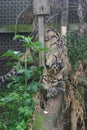 Clouded Leopard in captivity