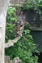 Clouded Leopard in captivity