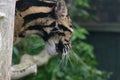 Clouded Leopard in captivity