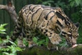 Clouded Leopard in captivity