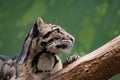 Clouded Leopard chilling on tree , close up Royalty Free Stock Photo