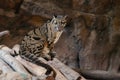 Clouded Leopard close up portrait