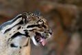 Clouded Leopard close up portrait