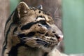 Clouded leopard Royalty Free Stock Photo