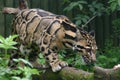 Clouded Leopard