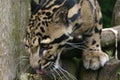 Clouded Leopard