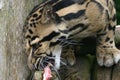 Clouded Leopard