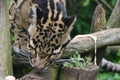 Clouded Leopard