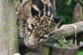 Clouded Leopard