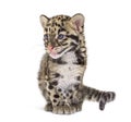 Clouded leopard cub, two months old, Neofelis nebulosa, isolated on white Royalty Free Stock Photo