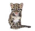 Clouded leopard cub, two months old, Neofelis nebulosa, isolated on white Royalty Free Stock Photo