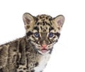 Clouded leopard cub, two months old, Neofelis nebulosa, isolated on white Royalty Free Stock Photo