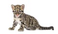 Clouded leopard cub, two months old, Neofelis nebulosa Royalty Free Stock Photo