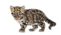 Clouded leopard cub, two months old, Neofelis nebulosa Royalty Free Stock Photo