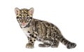 Clouded leopard cub, two months old, Neofelis nebulosa Royalty Free Stock Photo