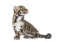 Clouded leopard cub, two months old, Neofelis nebulosa Royalty Free Stock Photo