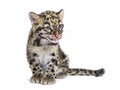 Clouded leopard cub, two months old, Neofelis nebulosa Royalty Free Stock Photo